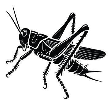 black grasshopper insect isolated white clip art preview
