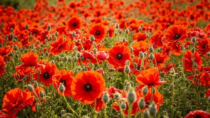 Obraz premium Vibrant red and orange poppies in full bloom creating a dynamic floral pattern
