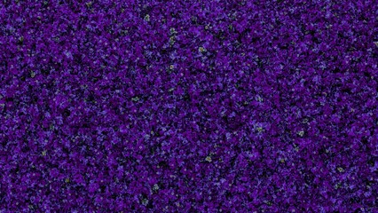 Fototapeta premium Deep purple pansies creating a rich intricate floral texture