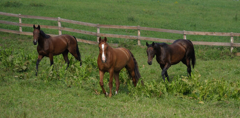 three horses running free in field of green grass in pen paddock or pasture of farm barn stable one chestnut horse with white blaze and two bay horses together in herd at boarding stable outdoors run © Shawn Hamilton CLiX 