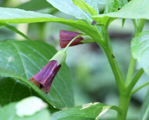 In spring, Scopolia carniolica blooms in the forest