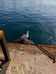 seagull on the pier