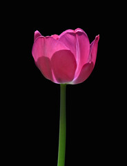 Pink Tulip on Black