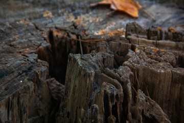 Rotting Tree Stump