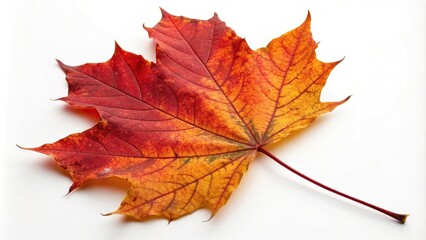 Obraz premium A close-up shot of a maple leaf with intricate details and vibrant autumnal colors, forest, autumn leaves, foliage