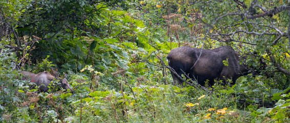 Cow and Calf Alaska Yukon Moose in Autumn