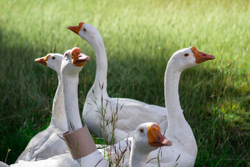 Geese with some litter