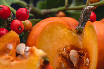 A studio macro shot for a theme of Equinox, which has just seen us enter Autumn, with a miniature pumpkin cut open' focussed on a single pip, and set against foliage and berries from a holly bush, 