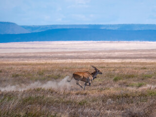 An eland (Tragelaphus oryx) on the run in the Serengeti savannah.