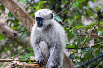 Lone Indian long-tailed dark-faced langur perched among trees, blending into the lush foliage. A serene wildlife moment in the natural habitat of this iconic primate in the tropical asia 