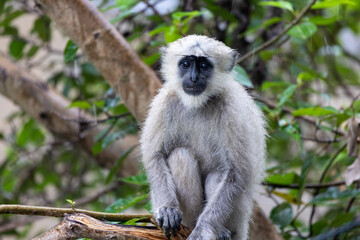 Lone Indian long-tailed dark-faced langur perched among trees, blending into the lush foliage. A serene wildlife moment in the natural habitat of this iconic primate in the tropical asia 