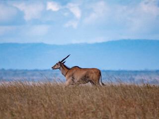 An eland (Tragelaphus oryx) in the savannah of the Serengeti.