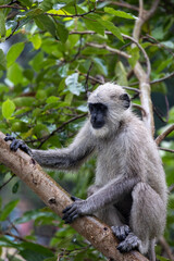 Lone Indian long-tailed dark-faced langur perched among trees, blending into the lush foliage. A serene wildlife moment in the natural habitat of this iconic primate in the tropical asia 