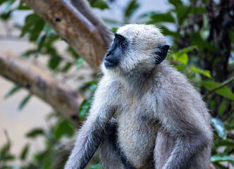 Lone Indian long-tailed dark-faced langur perched among trees, blending into the lush foliage. A serene wildlife moment in the natural habitat of this iconic primate in the tropical asia 