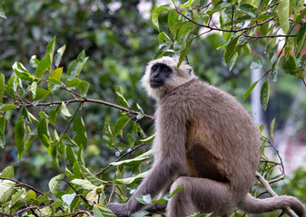 Lone Indian long-tailed dark-faced langur perched among trees, blending into the lush foliage. A serene wildlife moment in the natural habitat of this iconic primate in the tropical asia 