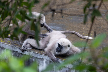 Indian Langur couple in the urban forest