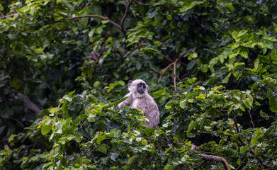 Lone Indian long-tailed dark-faced langur perched among trees, blending into the lush foliage. A serene wildlife moment in the natural habitat of this iconic primate in the tropical asia 