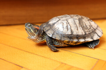 People care for and play with a pet red-eared turtle.