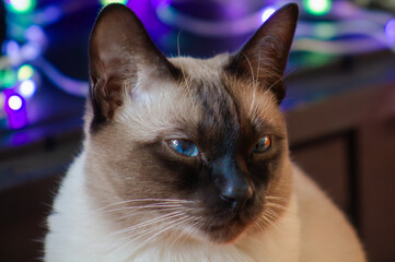 Portrait of a Siamese cat. Black and white cat with emotions in the house