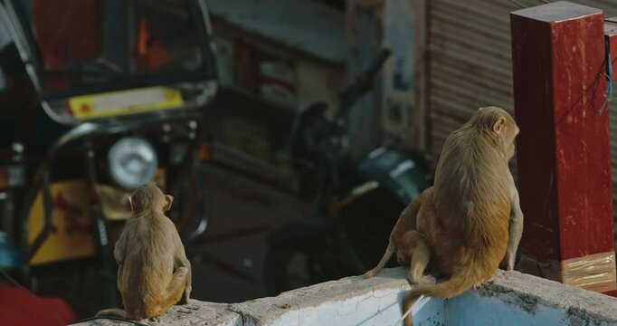 Agra, Uttar Pradesh, India. Monkeys Family Sits On Edge Of Roof And Watch For People. Animal Life In Urban Environment. Animals Live Next To People. Bonnet Macaque - Macaca Radiata Or Zati. Indian