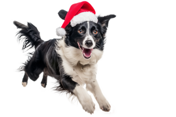 Dog on isolated background