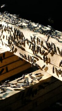 Mature Black Soldier Flies (Hermetia illucens) on wooden shelves provided for laying eggs at an insect farm