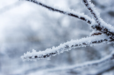 Frost sparkles on tree branches, frost creates icy patterns, and snow cover gives nature a winter wonderland