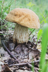 A close-up of wild mushrooms, showcasing their unique texture and vibrant colors, perfectly capturing the atmosphere of nature and harvest