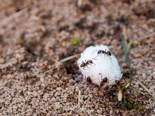 Ants working in a community demonstrate organization and diligence in finding food