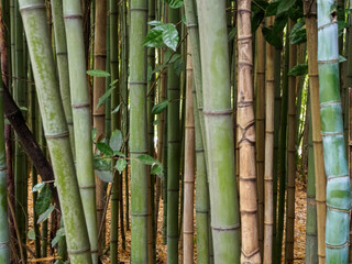 Fototapeta premium An aesthetic background made of green bamboo, conveying an atmosphere of calm and natural harmony for various designs