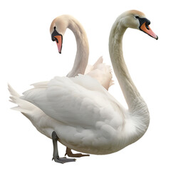 Fototapeta premium A Couple of Swans Isolated on a White Background: A Graceful and Elegant Display of Love and Serenity