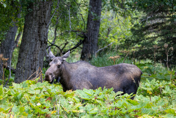 Alaska Yukon Cow Moose in Autumn