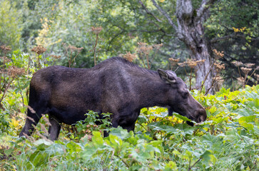 Alaska Yukon Cow Moose in Autumn