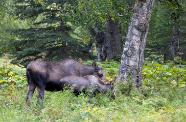 Alaska Yukon Cow Moose in Autumn