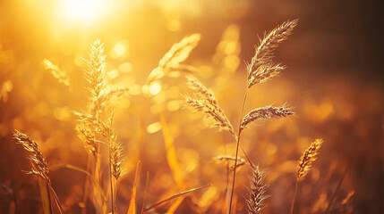 Obraz premium golden sunset field grass close up warm bokeh background