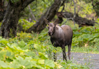 Alaska Yukon Calf Moose in Alaska in Alaska