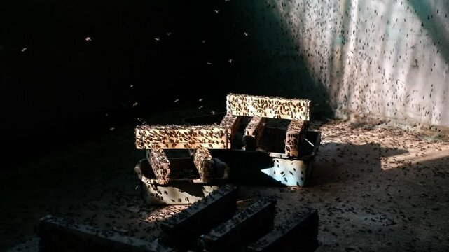 Mature Black Soldier Flies (Hermetia illucens) on wooden shelves provided for laying eggs at an insect farm