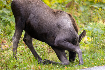 Alaska Yukon Calf Moose in Alaska in Alaska