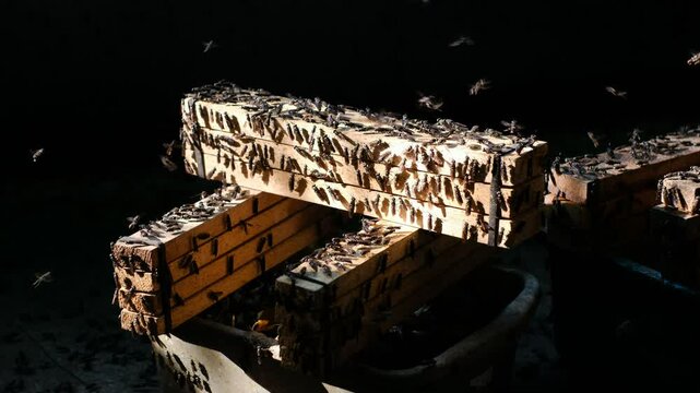 Mature Black Soldier Flies (Hermetia illucens) on wooden shelves provided for laying eggs at an insect farm