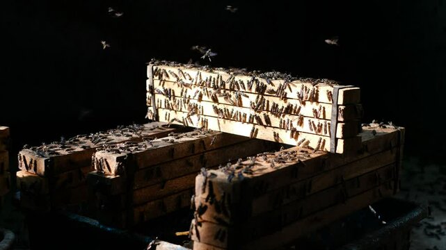 Mature Black Soldier Flies (Hermetia illucens) on wooden shelves provided for laying eggs at an insect farm