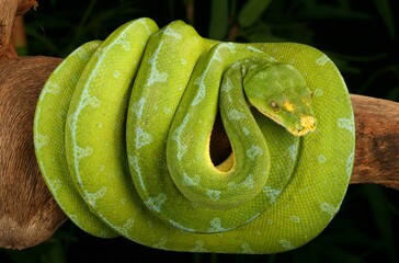 Green Tree Python (Morelia viridis).