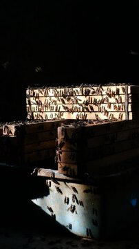 Mature Black Soldier Flies (Hermetia illucens) on wooden shelves provided for laying eggs at an insect farm