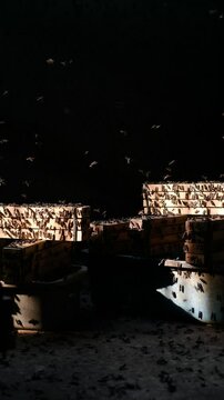 Mature Black Soldier Flies (Hermetia illucens) on wooden shelves provided for laying eggs at an insect farm