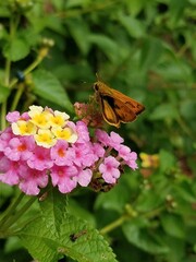 Skipper butterfly on a pink and yellow lantana flower
