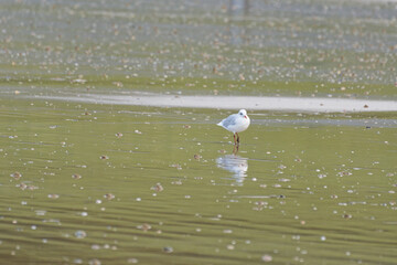 mouette sur la plage