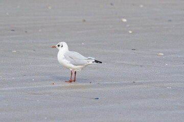 mouettes sur la plage