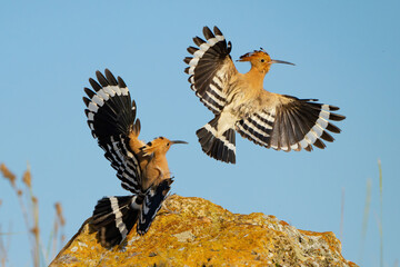 Eurasian Hoopoe Upupa epops in the Wild. Birds Chasing Each Other in Close-Up