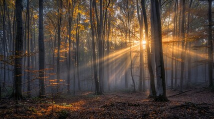 Obraz premium Golden Rays Piercing Through Autumn Forest at Dawn