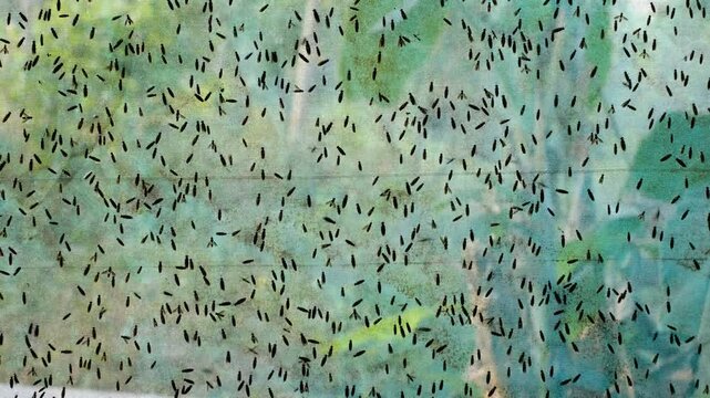 The mature Black Soldier Fly (Hermetia illucens) in the insect farm
