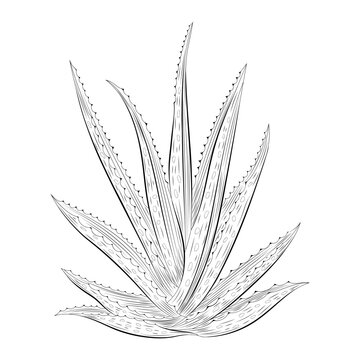 recommend clip art: Hand-drawn aloe vera plant outline vector illustration, botanical sketch on white background